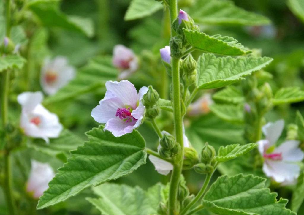 Marshmallow Root as Remedy for Heartburn