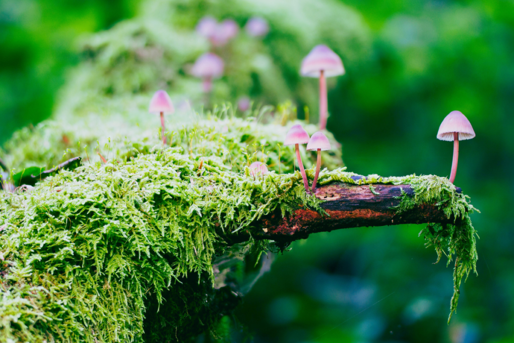 mushroom coffee benefits