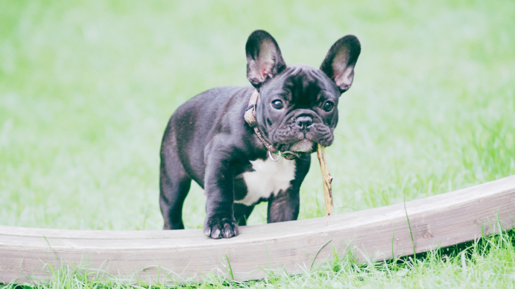 French Bulldog