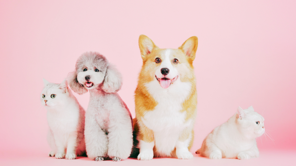 pets in the office