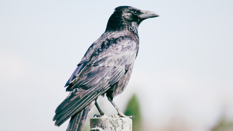 Why is it Illegal to Have a Pet Raven?